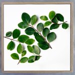 Leaves Square 3 Art Print - 100 X 100CM Framed Canvas With Natural Wood Frame