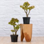 Shrek Ears Plant - 19CM Nursery Pot