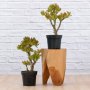 Shrek Ears Plant - 19CM Nursery Pot