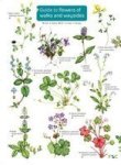 Guide To Flowers Of Walks And Waysides 2017 Hardcover