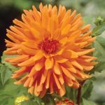Dahlia Cactus – “orange” Bulbs