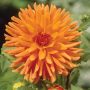 Dahlia Cactus – “orange” Bulbs