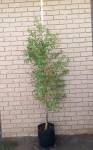 Heteropyxis Natalensis Lavender Tree 20LT