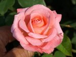 Heart Throb Hybrid Tea Rose 5LT