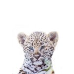 Leo Art Print - White Contemporary Frame A4