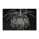 Aloe Black & White Art Print - A3