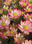Leucadendron African Spice 15CM Pot