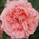 Flower Power Panarosa Rose 5LT