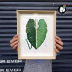 Framed Print - Philodendron Leaf - A4 - Print Frame 30CM X 42CM