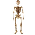 3D Wooden Model Complex Human Skeleton