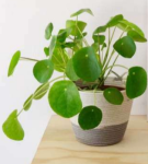 Cobble Grey Planter Basket - Small