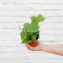 Heart Leaf Philodendron - MINI - In Spiced Cream Calandiva