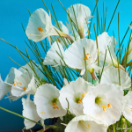 Narcissus Bulbicodium 5 Bulbs. Rare And Exotic.