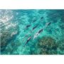 Puzzles For Adults 1000 Pieces Dolphins In Turquoise Sea Jigsaw Puzzle