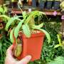 Tropical Pitcher Nepenthes 'burkei X Aristolochioldes ' BE-3846