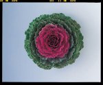 Kale Songbird Red Seed - 500 Raw Seed