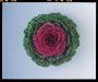 Kale Songbird Red Seed - 500 Raw Seed
