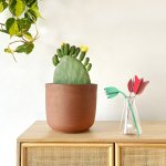 Cactus Pear - Algerian - In 26CM Terracotta Moon Planter