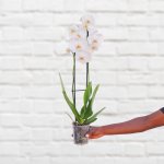 Moth Orchid - White - 12CM Nursery Pot 2 Stems