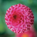 Dahlia Pompon – “lolly Pop” Bulbs