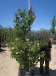 Lagerstroemia Indica 100LT