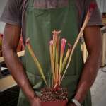 Trumpet Pitcher Sarracenia Cikizwa - Dormant Plant. 7.5CM Plastic Container.