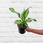 Dragon Tree - Burley - 14CM Nursery Pot