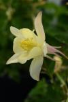 Aquilegia F1 Earlybird Yellow Seed - 10 Raw Seed