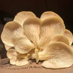 White Mega Mushroom - Oyster Box 2KG