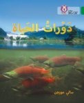 Life Cycles - Level 15 Arabic English Paperback