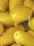 Tomato Banana Legs Seed - 20 G Raw Seed