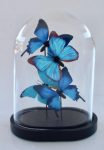 Glass Dome With Blue Butterflies 22X16X11