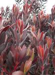 Leucadendron Burgundy Sunset Pbr 15CM Pot