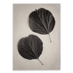 Art Forms In Nature 3 Art Print - 100CM X 150CM No Frame Print Only