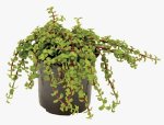 Portulacaria Afra Prostrata 4LT