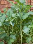Kale Chou Moullier Seed - 50 G Raw Seed