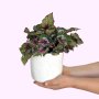 Begonia - Alaska Creek - In Speckled Emerson Ceramic Planter