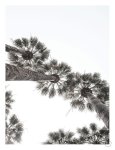 Bodrum Palms Art Print - A4