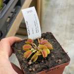 Venus Fly Trap 'belzebub.' Special Import. - 3 Years Or Older. 12CM Plastic Container.