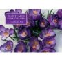 Tin Box Of 20 Gift Cards And Envelopes: Crocus   Cards