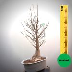 Baobab Bonsai - 100 X 60 X 60 X 27. Bare Rooted. Media And Container Not Included.