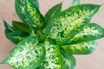 Dieffenbachia Compacta Seedlings - 3 Plug Plants