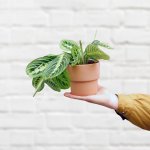 Prayer Plant - Lemon Lime - In 13CM Flo Terracotta Planter
