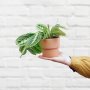 Prayer Plant - Lemon Lime - In 13CM Flo Terracotta Planter