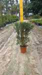 Leptospermum Alba White 22CM Pot