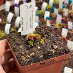 Venus Fly Trap 'kim Jong-il.' Special Import. - Dormant Plant. 12CM Plastic Container.