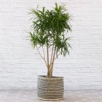 Dragon Tree - Americana - In 45CM Zuzu Palm Leaf Basket