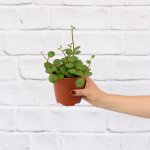 Peperomia - Tetraphylla Hope - 12CM Nursery Pot