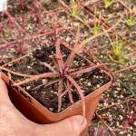 Sundew Drosera Adelae - Dormant Plant. 7.5CM Plastic Container.