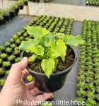 Philodendron Little Hope 14CM Pot